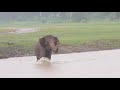 Elephant Run Through The Rain Across River To Reunion With Friend - ElephantNews