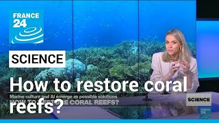 Restoring coral reefs: Marine farms and AI emerge as possible solutions • FRANCE 24 English