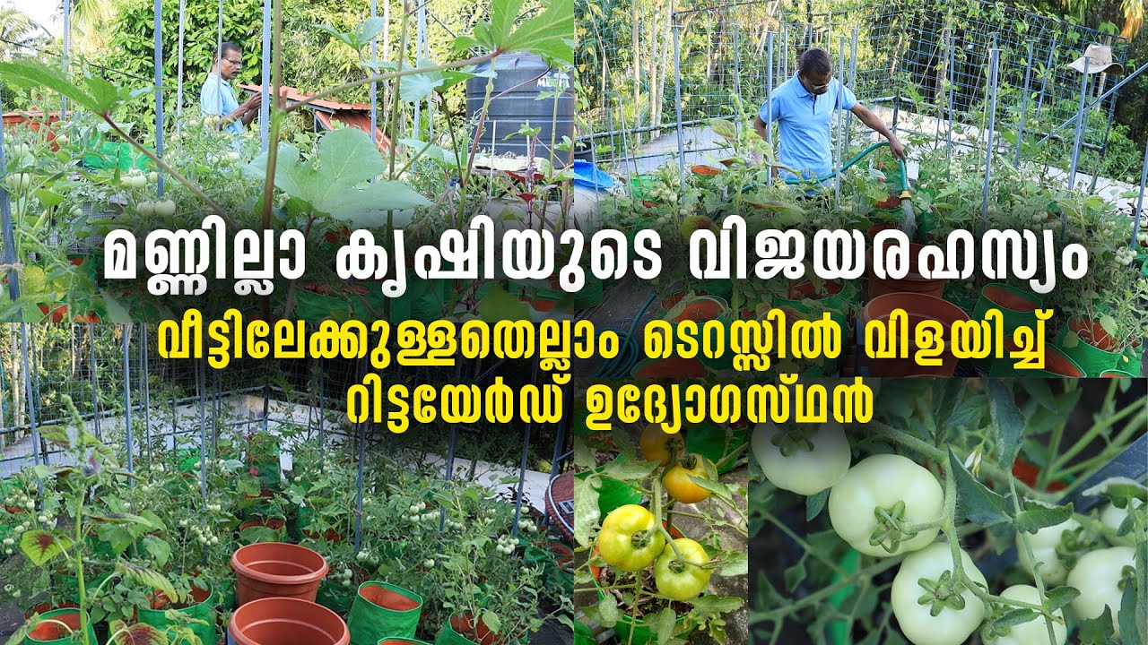 മണ്ണില്ലാ കൃഷിയുടെ വിജയരഹസ്യം | വീട്ടിലേക്കുള്ളതെല്ലാം ടെറസ്സിൽ വിളയിച്ച് റിട്ടയേർഡ് ഉദ്യോ​ഗസ്ഥൻ