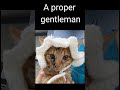 A proper gentleman catshorts kitty cutecat catsofyoutube cute cutekitty kittycat funny