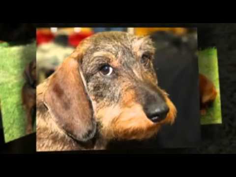 puppy paradise The Alpine Dachsbracke