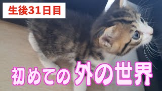 生後３１日目の3匹の赤ちゃん猫 【子猫が我が家にやってきた❕元野良猫さんの子育て日記】