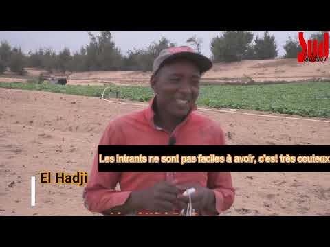Les maraichers des Niayes réclament des chambres froides pour conserver leurs productions agricoles