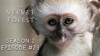 Vera Joins Skrow Troop and Gabe Goes Heavy On The Grass  Vervet Forest  S2 Ep23