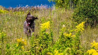 Unlock the Wirehaired Pointing Griffon's Intelligence & Trainability