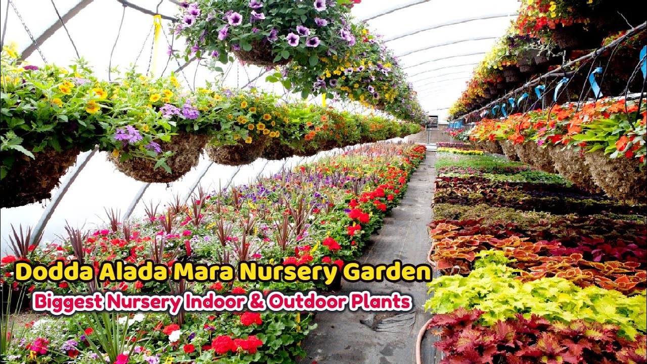 Dodda Alada Mara Nursery Garden Biggest Nursery Indoor Plants and Outdoor Plants Bengaluru