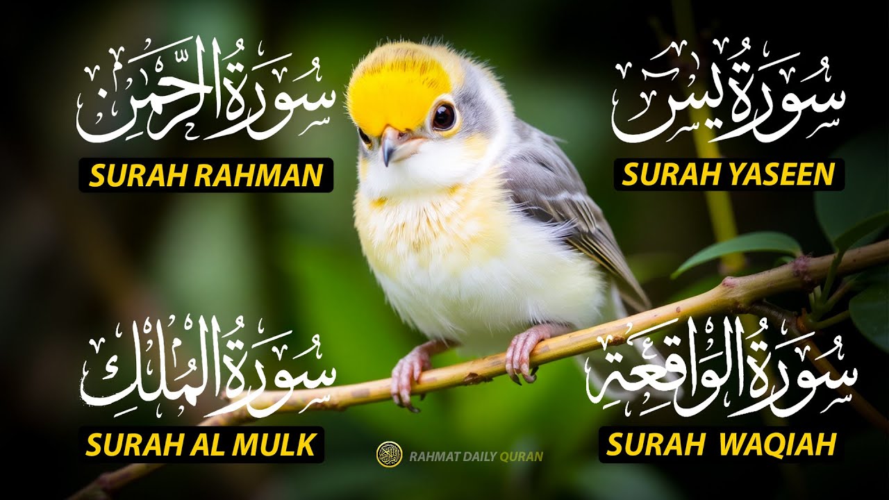 The Best Recitation Surah Yaseen (Yasin) | Surah Rahman | Surah Waqiah | Surah Mulk