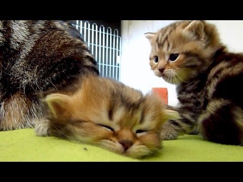  Too  sleepy and Too  Cute  Kitten  YouTube
