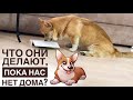 Тайная Жизнь домашних Животных😄