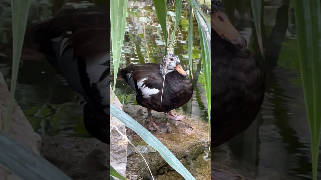 Malaienente (White-Winged Wood Duck / Asarcornis scutulata)
