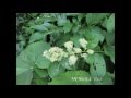 サビタの花