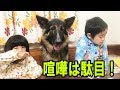 GermanShepherd.シェパード犬子供達の喧嘩の仲裁・仲良く遊ぼう!トランプ遊び