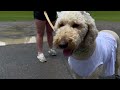 Noble park dog parks grand opening ceremony  may 14 2024