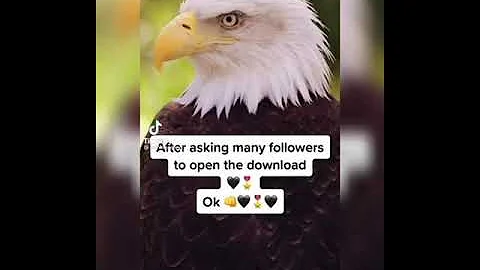 beautiful Eagle flying in the air #shorts #