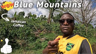 Jamaica Blue Mountains COFFEE, So Taste!!! Yea Man!