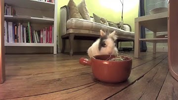 A hungry bunny - Recorded by Netatmo