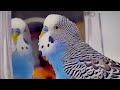 Budgie singing to mirror | Cookie sounds