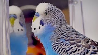 : Budgie singing to mirror | Cookie sounds