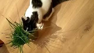 Трава для здоровья кошки.