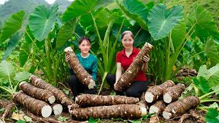 Download Lagu How to Harvesting 1000+ Wild Taro CU RAY To Sell At Market, Pulling Up Carrots | Han Harvesting MP3