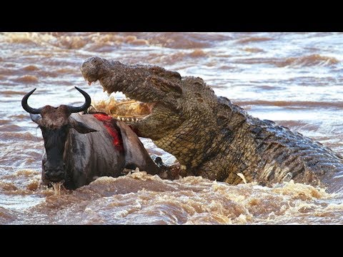 สารคดี โคตรนักล่าแห่งลุ่มแม่น้ำ นักล่าอันป่าเถื่อน Crocodile attack