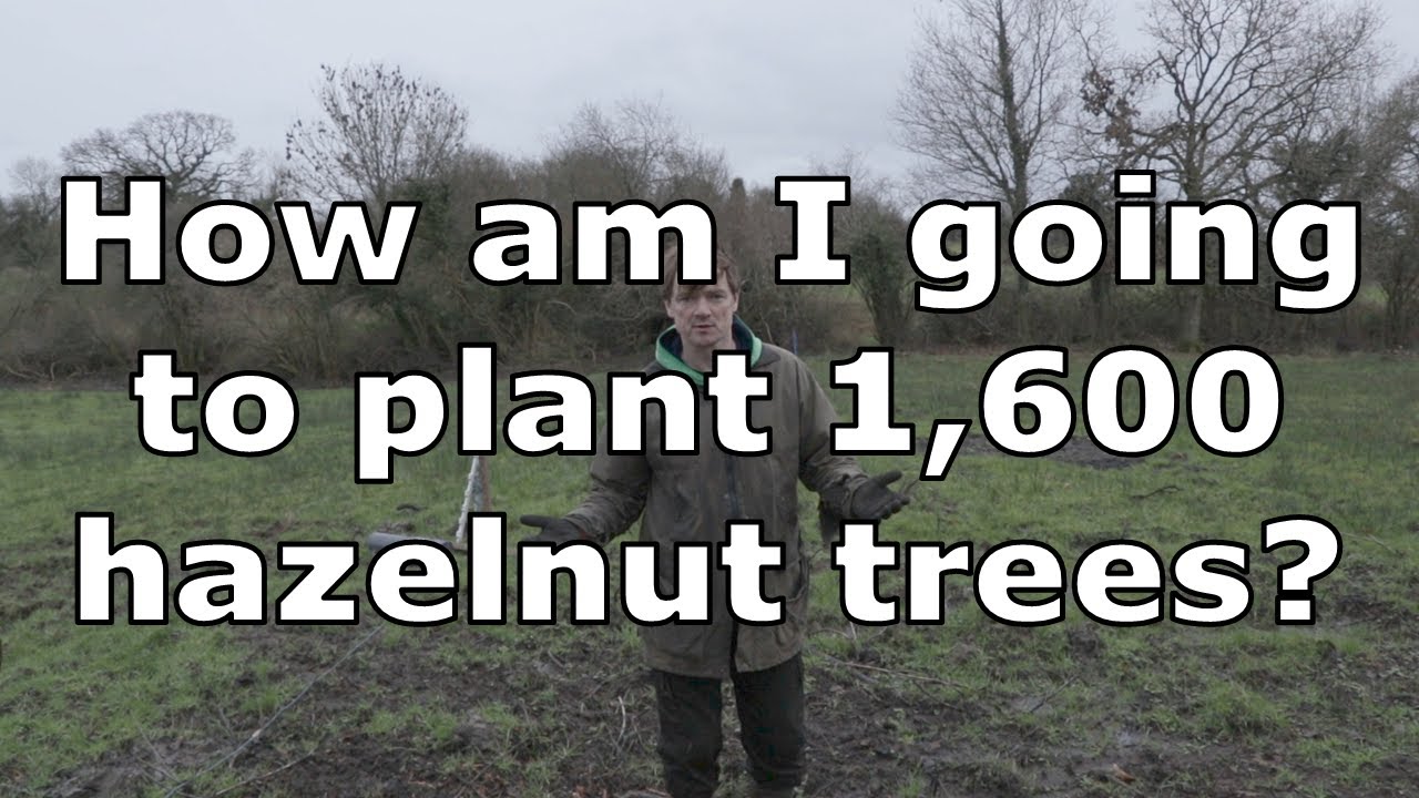 How to Plant Hazelnut Trees to Ensure Pollination Tree Planting Plan