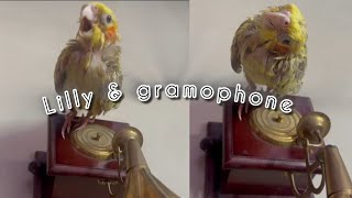 cockatiel plays with gramophone