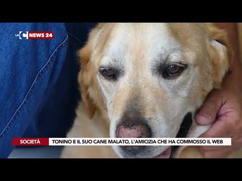 TONINO E IL SUO CANE MALATO, L’AMICIZIA CHE HA COMMOSSO IL WEB