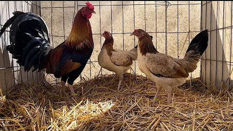 Bruner Roundhead & Doc Robinson Hatch