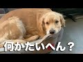 大型犬を三頭を飼うのに大変なこといくつか