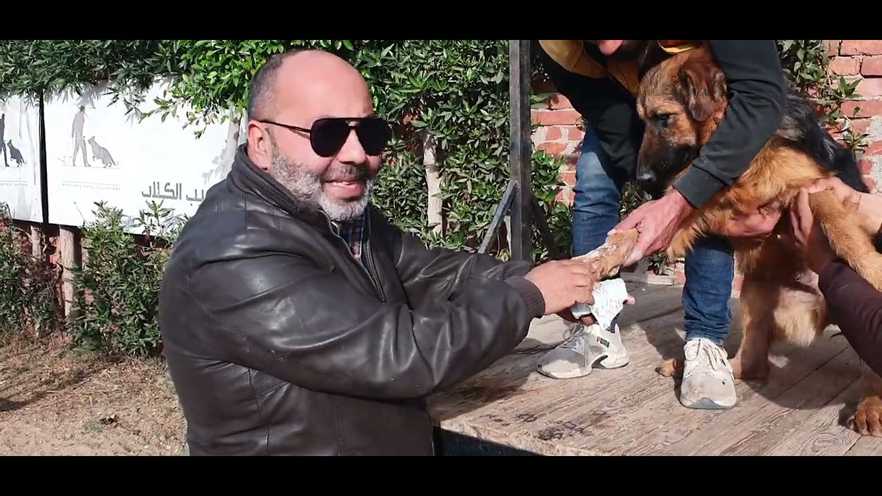 علاج لين العظام عند الكلاب | عمل دعامة جبس للكلب | خطورة الكالسيوم على الكلاب | أكاديمية افريكانو k9