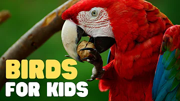 Birds for Kids | Learn all about Birds in this fun introduction to these great animals