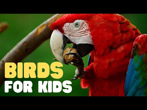 Birds for Kids | Learn all about Birds in this fun introduction to these great animals