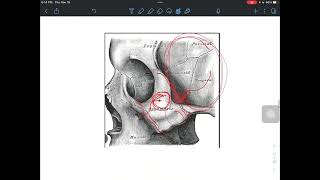 Human anatomy lecture 2 part two the face منهج جامعة البيان