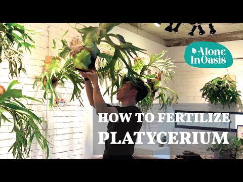 וִידֵאוֹ: Feeding A Staghorn Fern: How To Fertilize A Staghorn Fern Plant