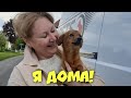 Бездомную собаку из Осетии приютили в Германии