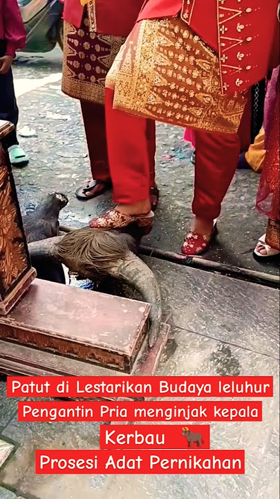 Kepala Kerbau di injak Pengantin Pria, tradisi adat istiadat dalam proses pernikahan ‼️ #shorts