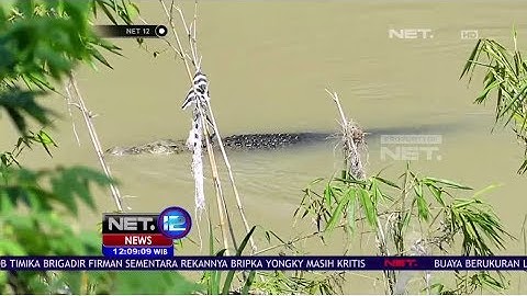 Warga Resah Buaya Berukuran 5 Meter Bermunculan di Tepi Sungai - NET12