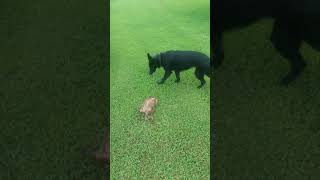 German shepherd vs groundhog