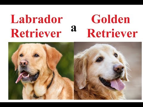 Wideo: Różnica Między Golden Retriever A Yellow Lab