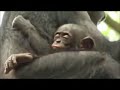 Bonobos the power of love