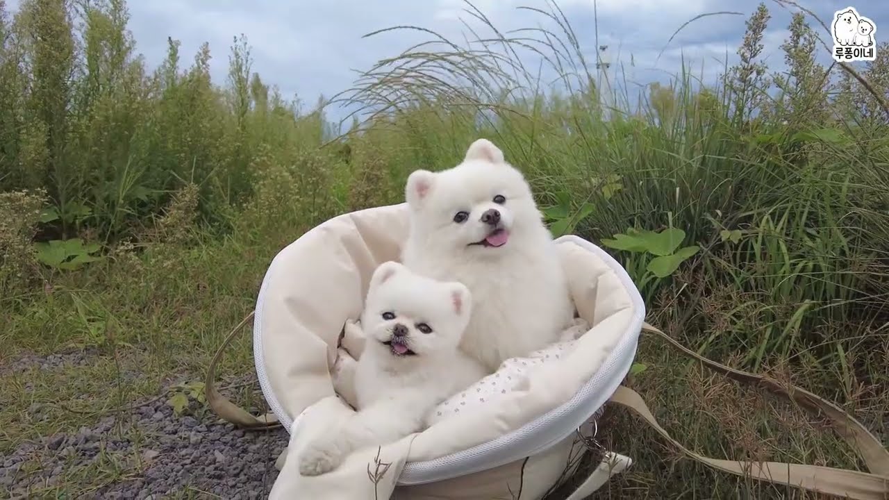 Собака хочет принять ванну, чтобы снять усталость от поездки