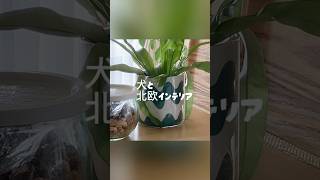 トイプーとご機嫌な暮らし#北欧インテリア #トイプードル