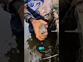 Do Piranhas Still Attack the King of the River? Giant Catfish Test!#piranha #giantcatfish #fishing