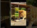 The mouse edges forward… the hunter strikes in mind 🐭🐱💥 #catlife #cute #mouse #orangecat