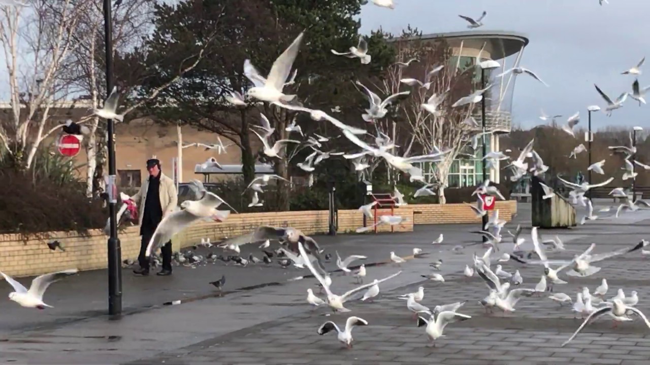 The Birds Remake Derry Style. YouTube
