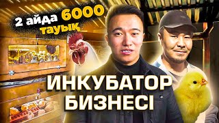 Инкубатор бизнесі - Айына 400 000 тг Табыс. Тауық бизнесі. Инкубатор жасау.