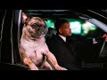 Frank o pug co mib  mib homens de preto ii  clipe