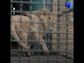 Спасенные челябинскими ветеринарами лев Симба и леопард Ева отправились в новый дом, в Танзанию