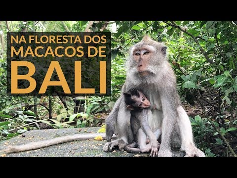 Vídeo: Templo do Macaco de Bali